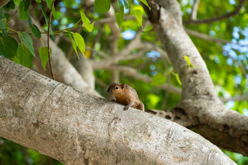 Little cute squirrel sits on a tree on the beach of Bali