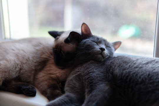 Two cats sleep leaned against to each other on the windowsill. One of them is Siamese breed cat and other is grey Korat breed cat
