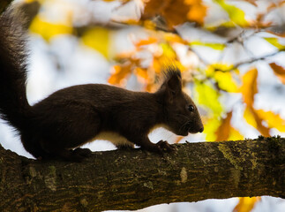 Eichhörnchen auf Ast © AMK