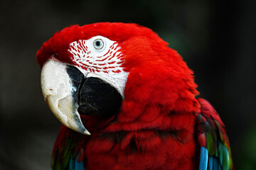 Pensive head of a handsome red parrot © Stanislau Vyrvich