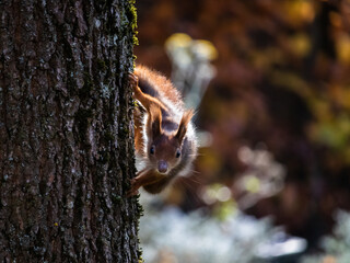 Eichhörnchen hängt vertikal an Baum
