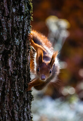 squirrel on a tree