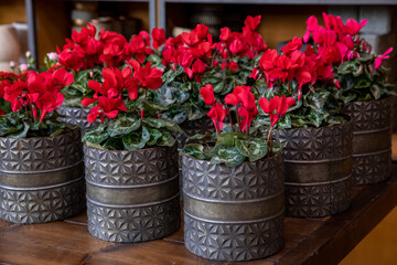 Fototapeta na wymiar Variety of potted red cyclamen persicum flowers at the greek garden shop in November.
