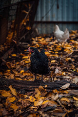 Black hen walks in the paddock. A black hen walks in an aviary on an autumn day on a farm