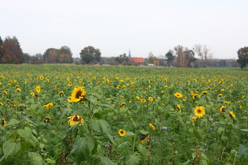 Ein Feld mit Sonnenblumen in Lippetal Büninghausen an der Buschstraße