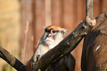 Pensive look of a monkey while resting