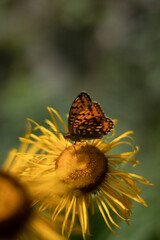 Orange Butterfly on yellow flowers
