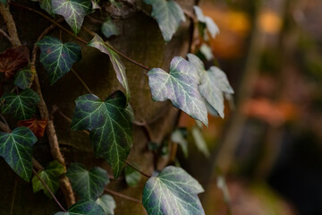 Efeu Hedera helix Ranke Hintergrund Baumwinde Rinde Borke Struktur Kletterpflanze Kontrast Sonne Licht Schatten Nahaufnahme Makro Ivy grün selektive schärfe Herzform Symbiose Licht Halt Arzneipflanze 