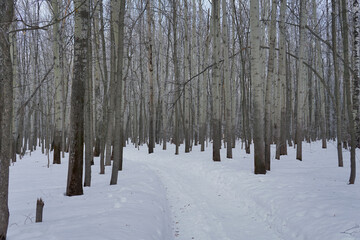 Newly  snow on tree in forest  on  winter  day