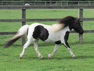 Trotting Pony