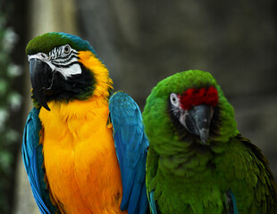Two handsome green and blue parrots flaunt in the jungle