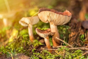 Brown mushrooms in the forest in scenic autumn sunlight