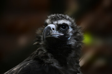 The eagle is a magnificent, powerful and strong bird of prey