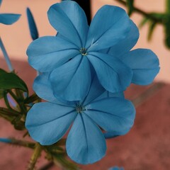 fiore blu