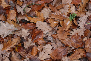 Fallen from a tree leaves in the forest in autumn