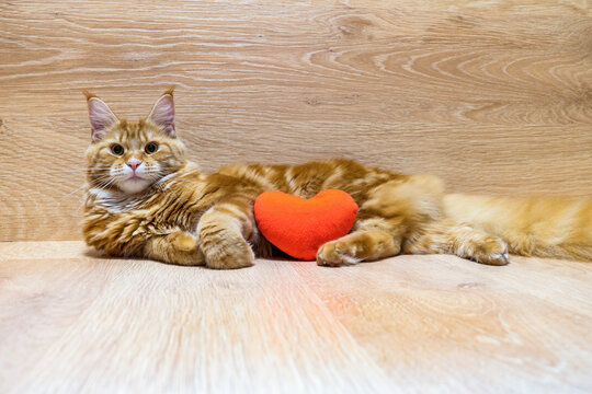 Young red cat of Maine Coon breed lying with red plush heart on wooden background. Portrait of beautiful ginger pet with fairy tail looking at camera. Love and happy Valentine's day concept