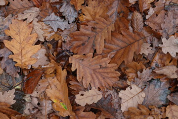Fallen from a tree leaves in the forest in autumn