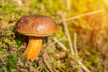 Brown mushroom in the forest in scenic autumn sunlight
