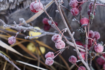  twig with red small wild apple (paradise apple)