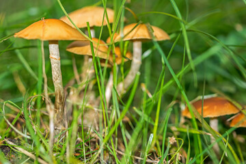 Delicate mushrooms growing on grass meadow