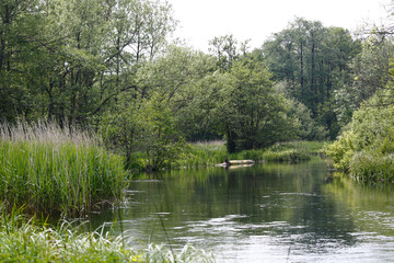 Fototapeta na wymiar River Kennet, Berkshire.