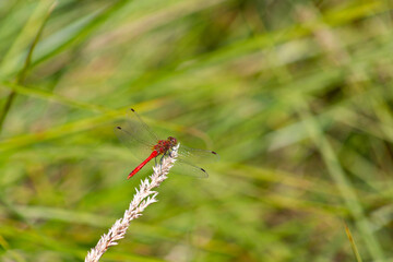 Dragon Fly