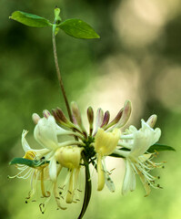 Fleur de chèvrefeuille en Dombes, France