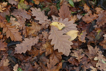Fallen from a tree leaves in the forest in autumn