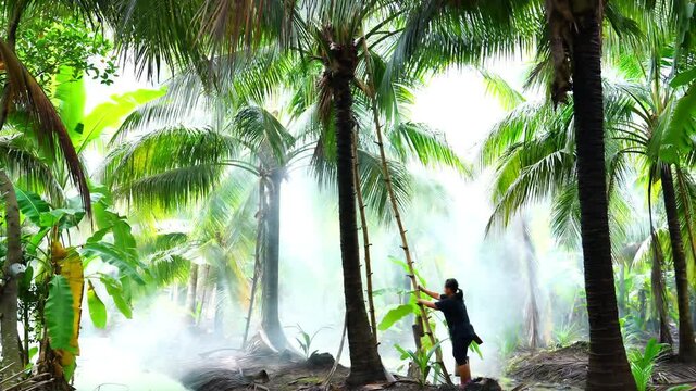 Coconut sugar production process. Native woman in black suit climb up on bamboo ladder with bamboo tubes to the top of a coconut palm tree to get the sap of coconut flowers for making sugar.