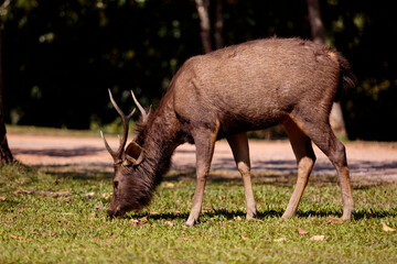 male sambar deer  in khaoyai national park thailand