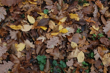 Fallen from a tree leaves in the forest in autumn