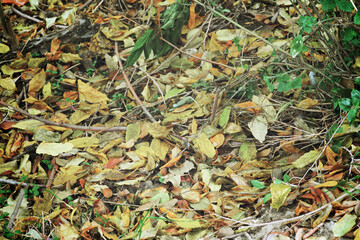 Fallen autumnal leaves