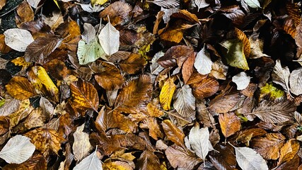 autumn leaves in the park