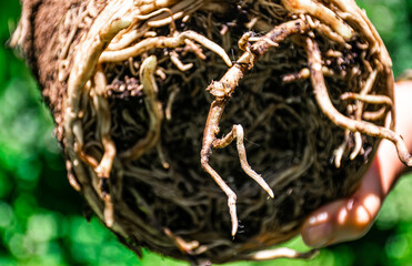 Image picture of root system.