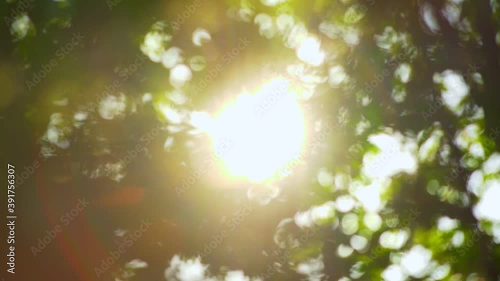 Poster morning sun illuminates green foliage of the tree. abstract blurred background with beautiful roundi