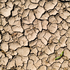 Dry barren lifeless soil during summer heat, soil erosion due to global warming, pattern of cracks in the ground, a little grass as a hope for recovery and a new life