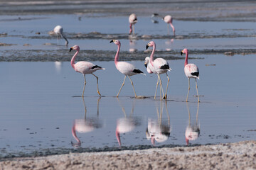 FLAMINGO-ANDINO - Phoenicoparrus andinus- Laguna Chaxa - San Pedro de Atacama - Chile