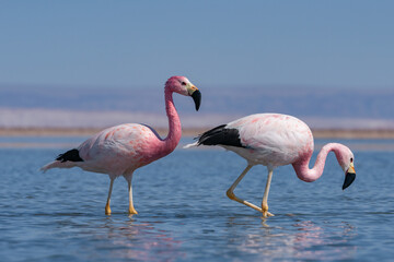 FLAMINGO-ANDINO - Phoenicoparrus andinus- Laguna Chaxa - San Pedro de Atacama - Chile