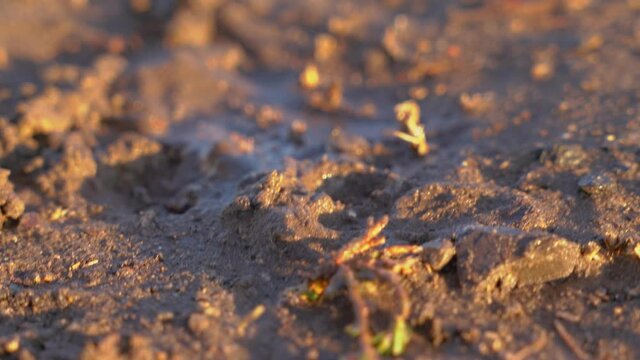 Paw of dog steps into dirt, close up. Walking with pet in bad slushy weather after rain. Puppies love to run through puddles and roll in the mud.