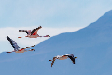 FLAMINGO-ANDINO - Phoenicoparrus andinus- Laguna Chaxa - San Pedro de Atacama - Chile © Zig Koch