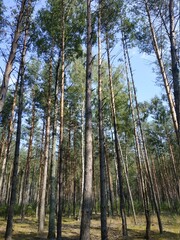 Fototapeta premium trees in the forest