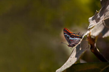 Fototapeta na wymiar Double-Tailed Pasha butterfly / Charaxes jasius