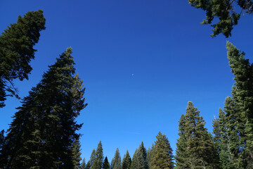 ๊Uprisen angle view of many pine tree and clear blue sky texture background at yosemite national park , california , united states of america - with copy space