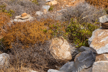The sand lizard also known as Lacerta agilis sitting on a rock, Greece.