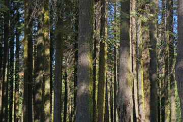 Fototapeta na wymiar Green nature Pine tree background in yosemite national park - united states of america , california USA 