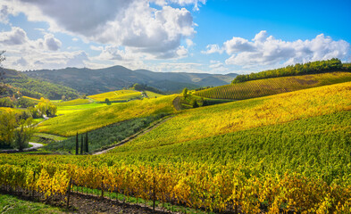 Fototapeta na wymiar Radda in Chianti vineyard and panorama. Tuscany, Italy