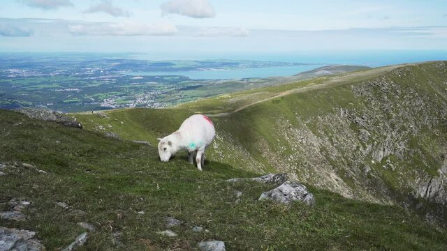 A sheep eating grass high in the Welsh mountains with a coastal view