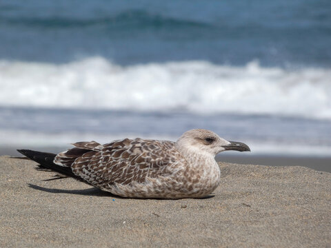 Gaviota