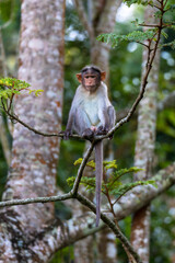 Baby Monkey sitting on a tree wayand