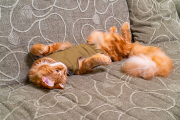 Young red cat of Maine Coon breed in post-operative bandage lying on sofa with its belly up. Recovery period after surgery. Castration and sterilization of pets. Spay day concept